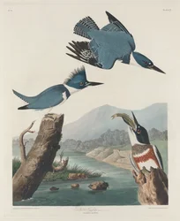 Martin Pescatore Cinturato, 1830